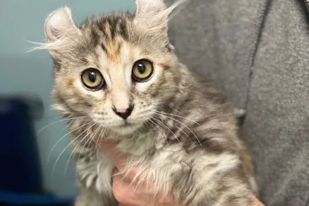 Ashburn Village Animal Hospital