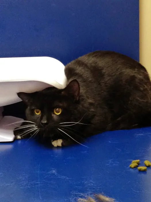 Ashburn Village Animal Hospital 12