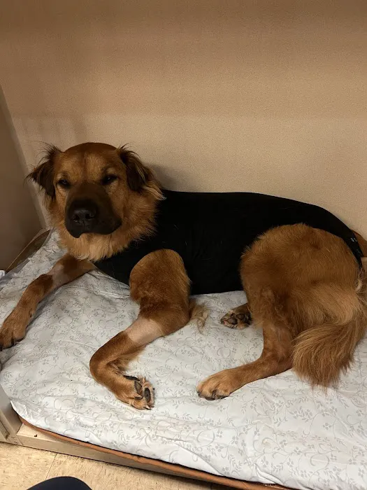 Nova Animal Hospital 1