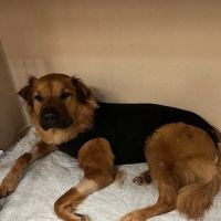 Nova Animal Hospital ico