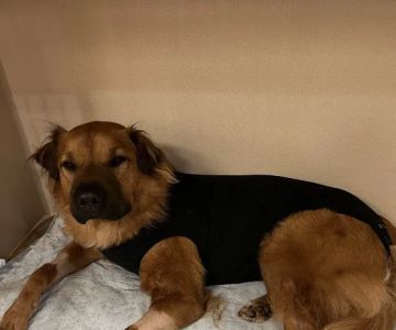 Nova Animal Hospital