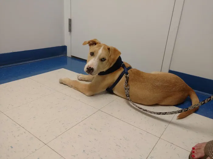 Caring Hands Animal Hospital - Ashburn 9