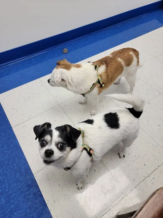 Caring Hands Animal Hospital - Ashburn 1