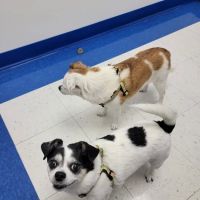Caring Hands Animal Hospital - Ashburn ico