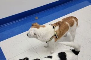 Caring Hands Animal Hospital - Ashburn
