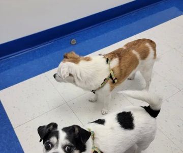Caring Hands Animal Hospital - Ashburn