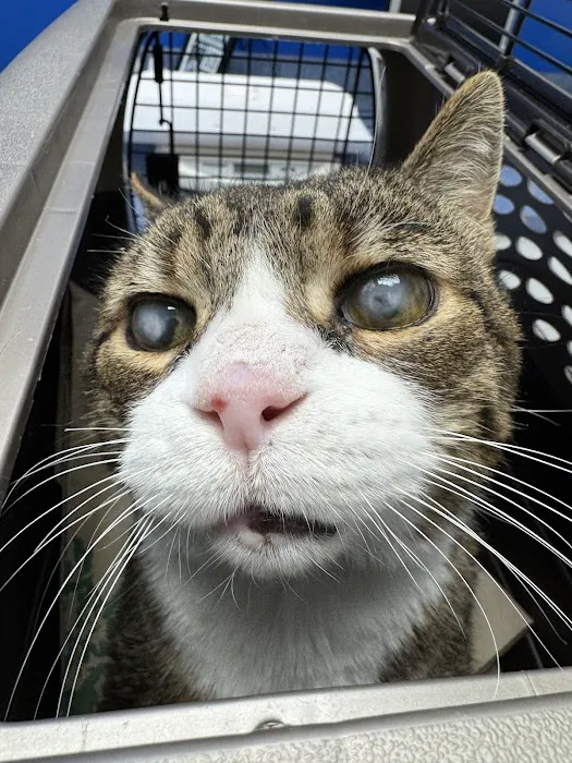 Caring Hands Animal Hospital - Ashburn 6