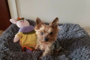 Loudoun Valley Animal Hospital