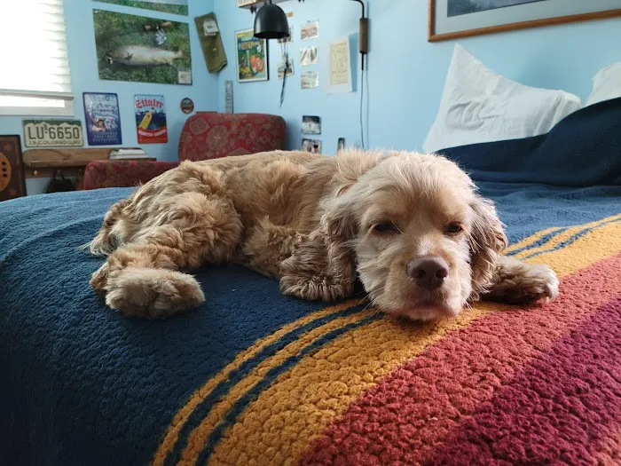 Loudoun Valley Animal Hospital 2