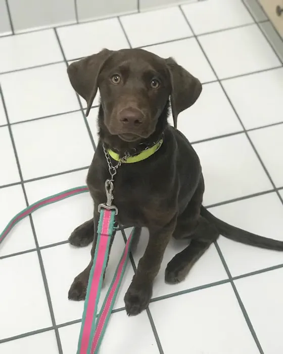 Ashburn Veterinary Hospital 10