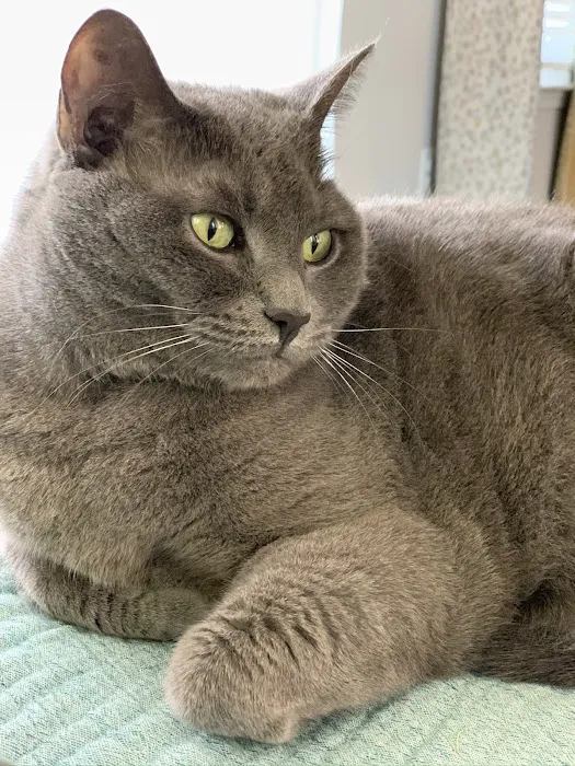 Fancy Paws Cat Clinic 12