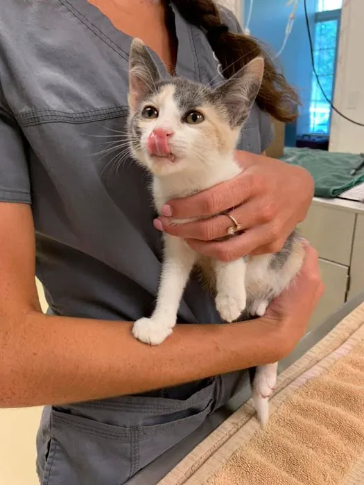 Fancy Paws Cat Clinic 12