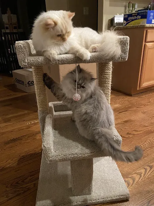 Fancy Paws Cat Clinic 12