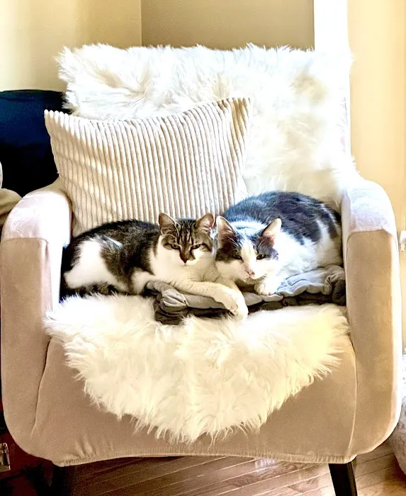 Fancy Paws Cat Clinic 12