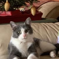 Fancy Paws Cat Clinic ico
