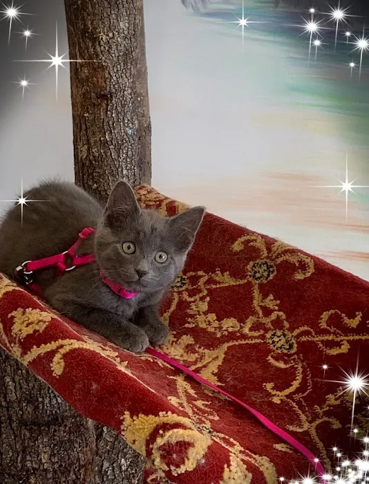 Fancy Paws Cat Clinic 12