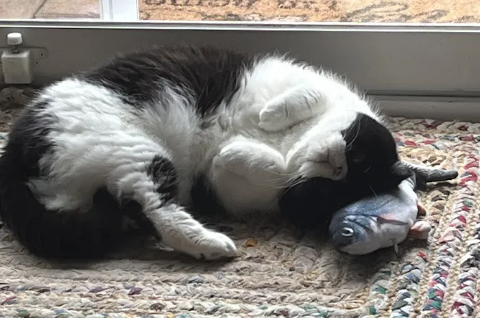 Fancy Paws Cat Clinic 12