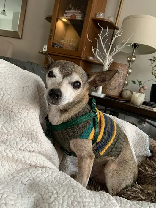 Wholistic Paws Veterinary Services 4