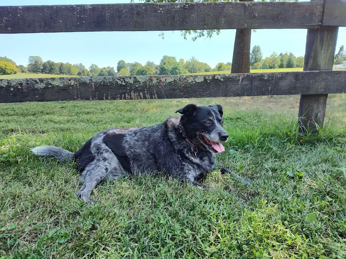 Wholistic Paws Veterinary Services 5