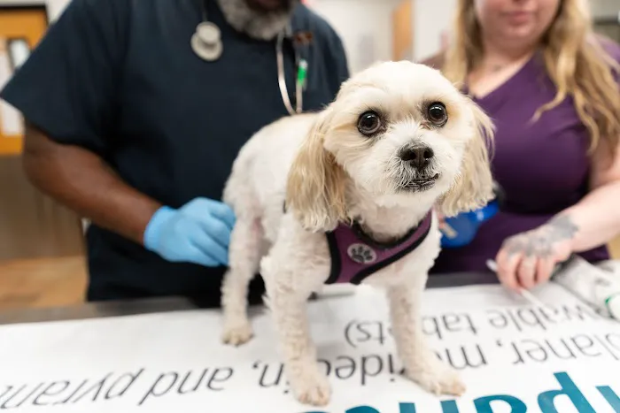 PetSmart Veterinary Services - Bristow (South Manassas) 3