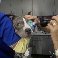 PetVet Vaccination Clinic ico