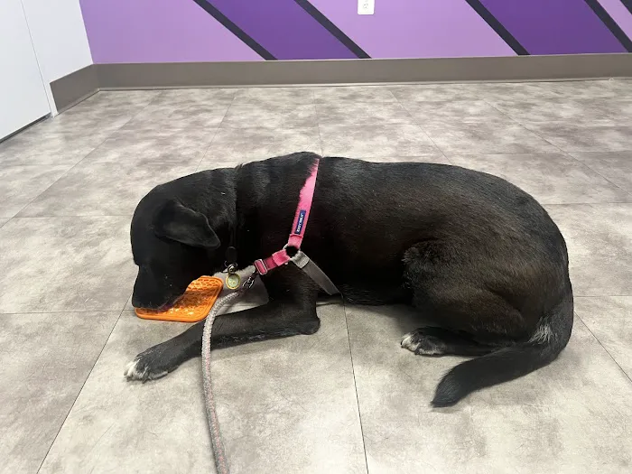 Summit Veterinary Care 7