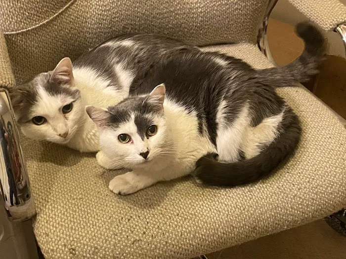 A Cat Clinic 3
