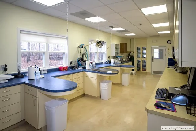 A Cat Clinic 6