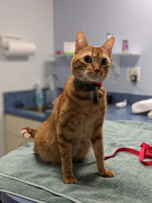 A Cat Clinic 7