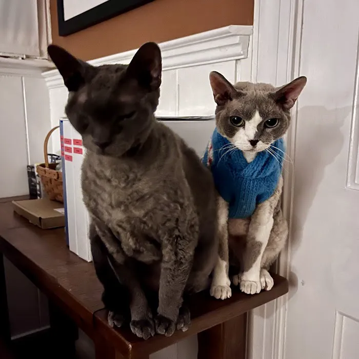 A Cat Clinic 4