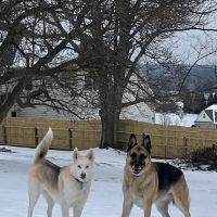 Bennett Creek Animal Hospital + PET Urgent Care ico