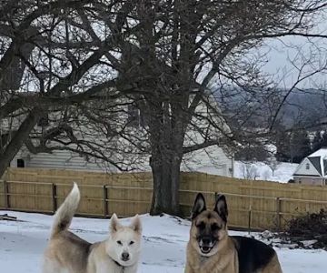 Bennett Creek Animal Hospital + PET Urgent Care
