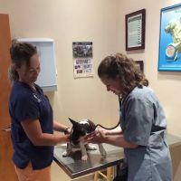 Clarksburg Animal Hospital ico