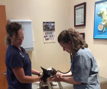 Clarksburg Animal Hospital
