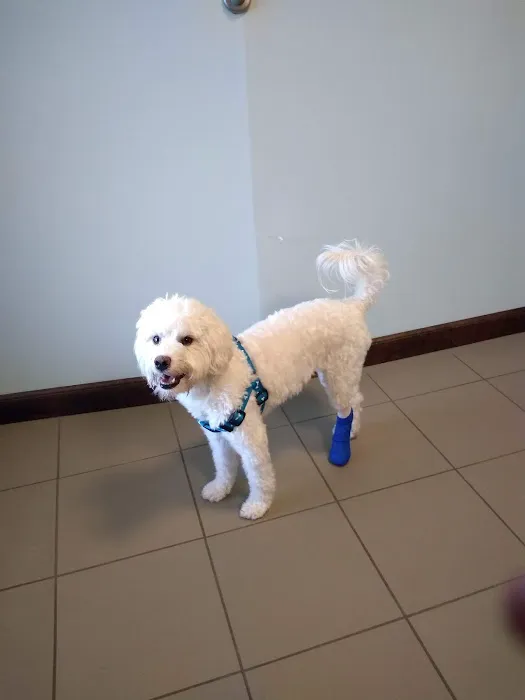 Paws and Claws Animal Hospital 2