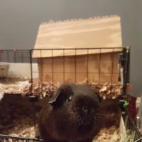 Four County Animal Hospital ico
