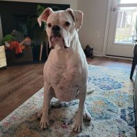 Family Veterinary Hospital of Stone Ridge ico