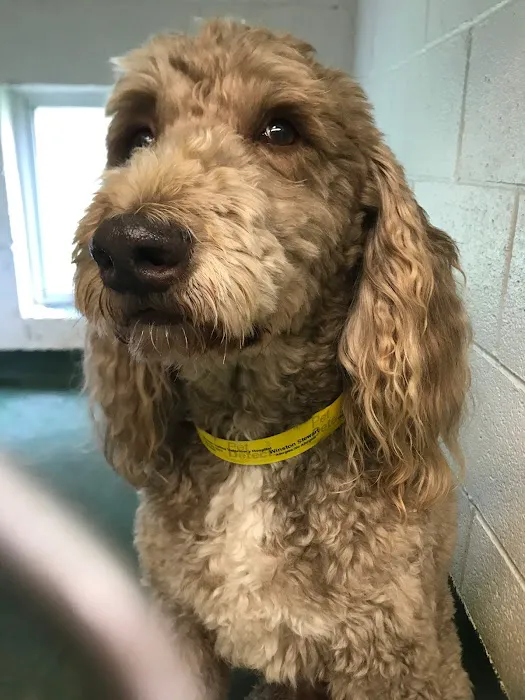 Stream Valley Veterinary Hospital 6
