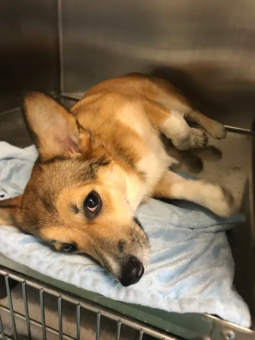 Stream Valley Veterinary Hospital 2