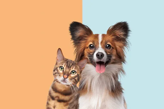 Broadlands Animal Hospital 1