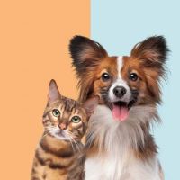 Broadlands Animal Hospital ico