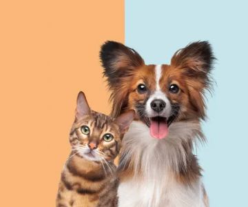 Broadlands Animal Hospital
