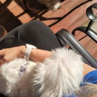Summit Animal Hospital ico