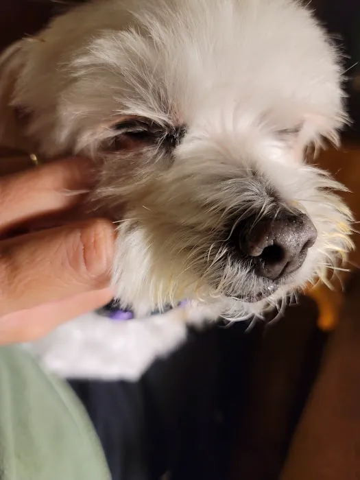 Summit Animal Hospital 12