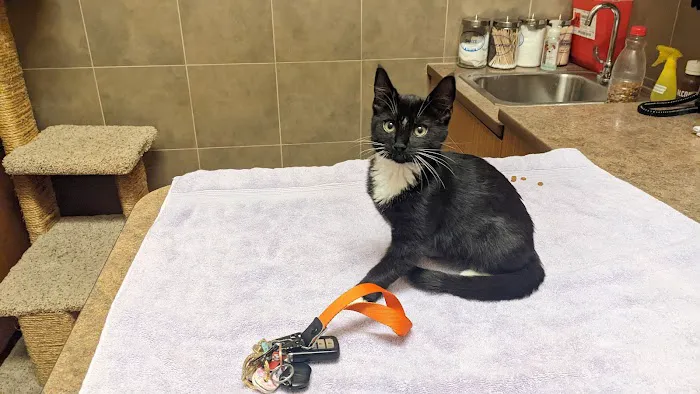 Summit Animal Hospital 12