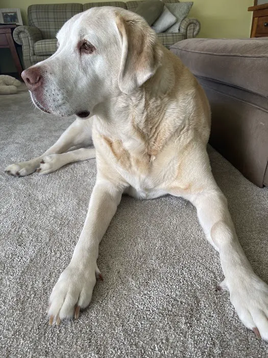 Finksburg Veterinary Center (Mobile/House calls) 10