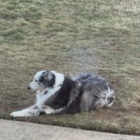 Finksburg Veterinary Center (Mobile/House calls) ico