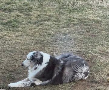 Finksburg Veterinary Center (Mobile/House calls)