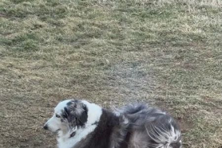 Finksburg Veterinary Center (Mobile/House calls)