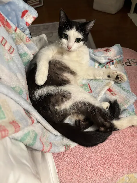 Finksburg Veterinary Center (Mobile/House calls) 2